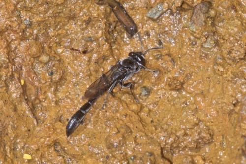Trypoxylon sp.